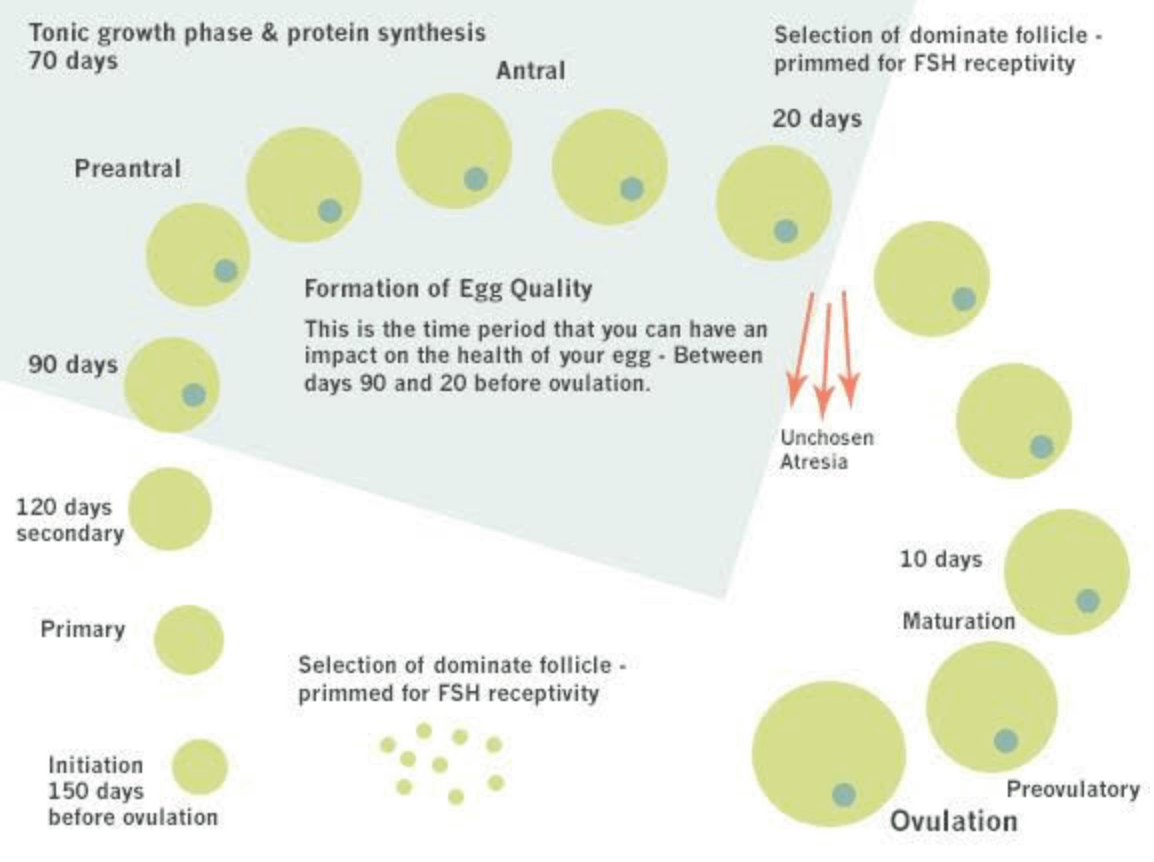 ciclo vital de un ovulo